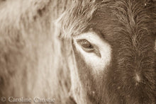 Load image into Gallery viewer, &quot;Eye on you&quot; Wild Burro Photograph.
