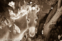 Load image into Gallery viewer, &quot;Hello Sunshine&quot; Wild Burro Photograph
