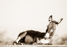 Load image into Gallery viewer, Wild Burro print, Donkey photograph,Wild Burro Photograph.&quot;Take a load off&quot;
