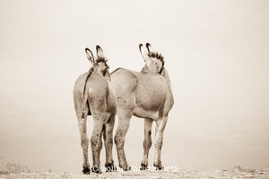 "Who's there?"Wild Burro Photograph.