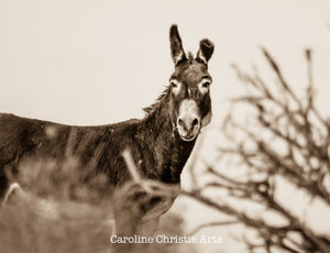 Wild Burro print, Donkey photograph,Wild Burro Photograph."TGIF"