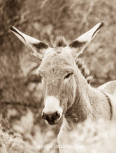 Load image into Gallery viewer, &quot;Bad Reception&quot;Wild Burro Photograph.
