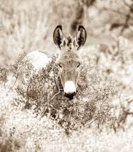 Load image into Gallery viewer, &quot;Burro in the bush II&quot; Wild Burro Photograph.
