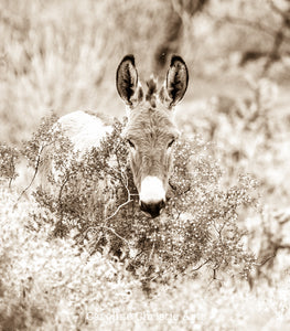 "Burro in the bush II" Wild Burro Photograph.