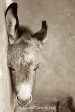 Load image into Gallery viewer, Wild Burro print, Donkey photograph,Wild Burro Photograph.&quot;Tuckered out&quot;
