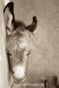 Wild Burro print, Donkey photograph,Wild Burro Photograph."Tuckered out"
