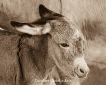 Load image into Gallery viewer, &quot;Baby Burro&quot;
