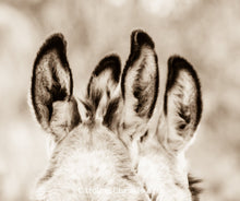 Load image into Gallery viewer, &quot;Burro Ears&quot;Wild Burro Photograph
