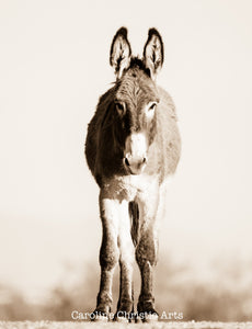 "Busted"Wild Burro Photograph.