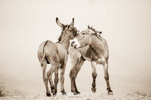Load image into Gallery viewer, &quot;The Burro Chase&quot;Wild Burro Photograph.
