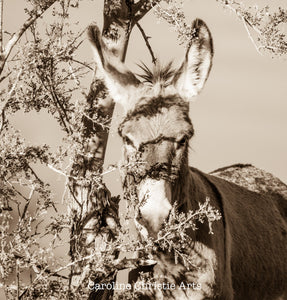 "Burro in the bush"Wild Burro Photograph.