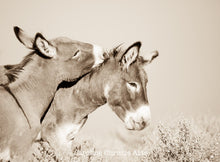 Load image into Gallery viewer, &quot;Burro Bond&quot;Wild Burro Photograph.

