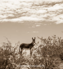 Load image into Gallery viewer, &quot;Burro Lookout&quot;Wild Burro Photograph.
