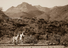 Load image into Gallery viewer, &quot;Burro Land&quot;Wild Burro Photograph.
