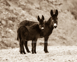 Wild Burro print, Donkey photograph,Wild Burro Photograph."Me and You"