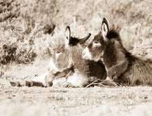 Load image into Gallery viewer, &quot;Just Chillin&quot;Wild Burro Photograph.
