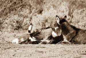 "Nap time"Wild Burro Photograph.
