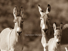 Load image into Gallery viewer, &quot;Just the three of us.&quot; Wild Burro Photograph.
