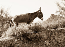 Load image into Gallery viewer, &quot;Mountain Girl&quot;Wild Burro Photograph.
