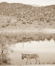 Load image into Gallery viewer, Wild Burro print, Donkey photograph,Wild Burro Photograph.&quot;Walk About&quot;
