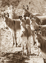 Load image into Gallery viewer, &quot;Did somebody say Wild?&quot; Wild Burro Photograph.
