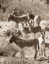 Load image into Gallery viewer, Wild Burro print, Donkey photograph,Wild Burro Photograph.&quot;The Burro Look&quot;
