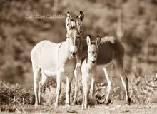 Load image into Gallery viewer, &quot;Trio&quot;Wild Burro Photograph.
