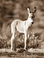 Load image into Gallery viewer, &quot;Baby Burro&quot;Wild Burro Photograph.
