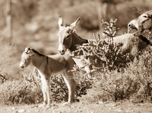 Load image into Gallery viewer, &quot;I hear you, but I&#39;m not listening&quot;Wild Burro Photograph.
