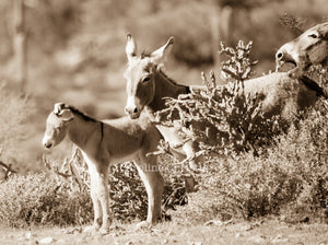 "I hear you, but I'm not listening"Wild Burro Photograph.