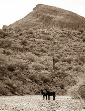 Load image into Gallery viewer, &quot;Home&quot;Wild Burro Photograph.
