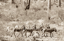 Load image into Gallery viewer, &quot;On the move&quot; Wild Burro Photograph.
