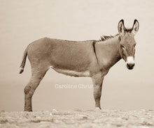 Load image into Gallery viewer, &quot;Lost Tail&quot;Wild Burro Photograph.
