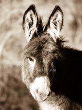 Load image into Gallery viewer, Wild Burro Photograph.&quot;Sweet Friend&quot;
