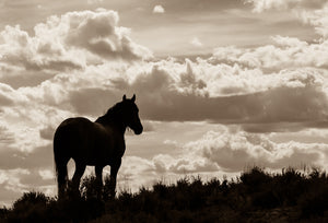 "The Watchman"       Wild Horse Photograph.