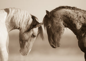 "Mustang Zen"       Wild Horse Photograph.