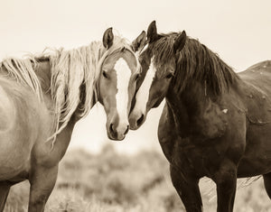 "Soul Mates"     Wild Horse Photograph.