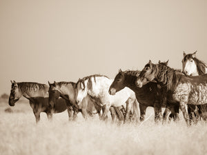 "Joy in the Meadow"     Wild Horse Photograph.