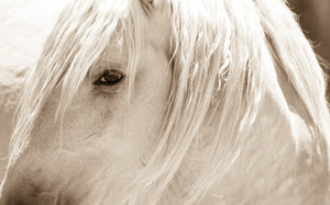 "White Dream"     Wild Horse Photograph.