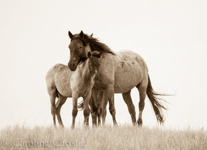 "You And Me"     Wild Horse Photograph.