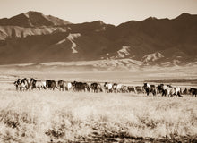 Load image into Gallery viewer, &quot;The Unstoppable Band&quot;     Wild Horse Photograph.
