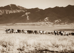 "The Unstoppable Band"     Wild Horse Photograph.