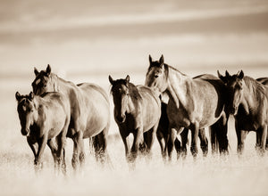 "Friendly Faces"    Wild Horse Photograph.
