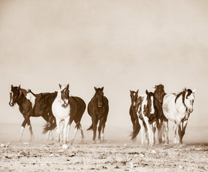 "Vision"     Wild Horse Photograph.