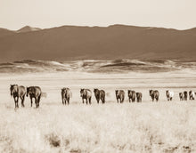 Load image into Gallery viewer, &quot;The Big Band&quot;     Wild Horse Photograph.

