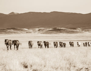 "The Big Band"     Wild Horse Photograph.