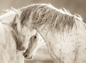 "Comfort II"     Wild Horse Photograph.