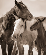Load image into Gallery viewer, &quot;Family&quot;     Wild Horse Photograph.
