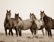 Load image into Gallery viewer, &quot;Love, Hope, Virtue, Resilience.&quot;   Wild Horse Photograph.
