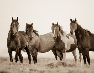 "Love, Hope, Virtue, Resilience."   Wild Horse Photograph.